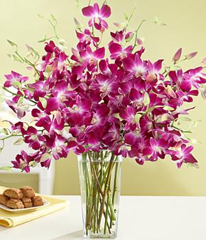 Purple orchids