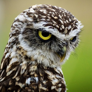 Anonymous Owl