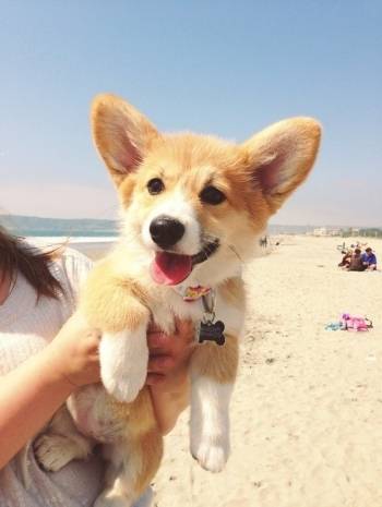 Watson the corgi